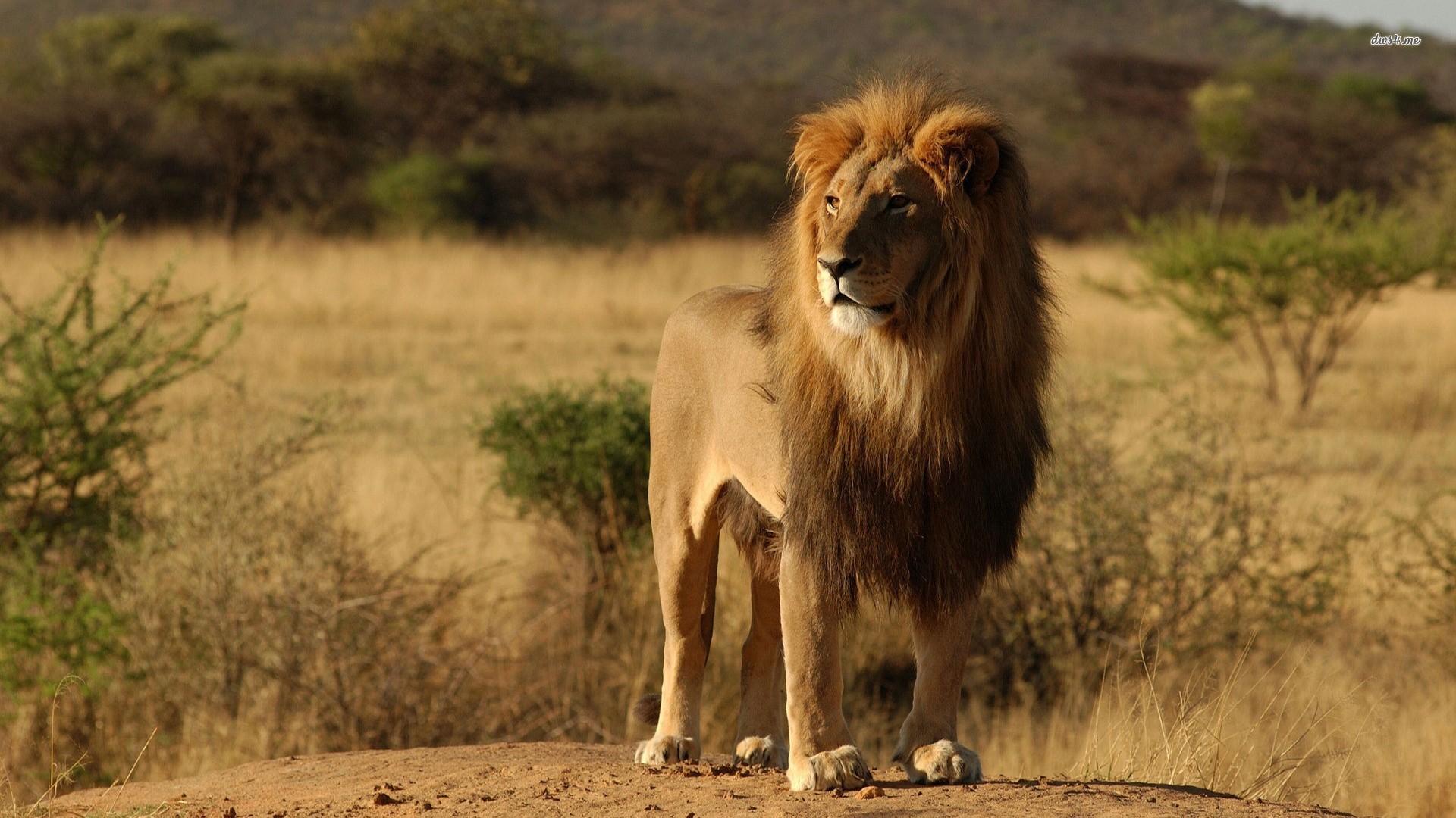 The Big 5 Animals Of Africa | Safari Sue